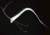 「リュウグウノツカイはどんな魚？最近日本各地で目撃されている“幻の深海魚”をクローズアップ！」の画像1