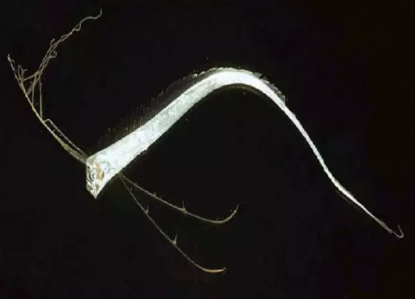 「リュウグウノツカイはどんな魚？最近日本各地で目撃されている“幻の深海魚”をクローズアップ！」の画像