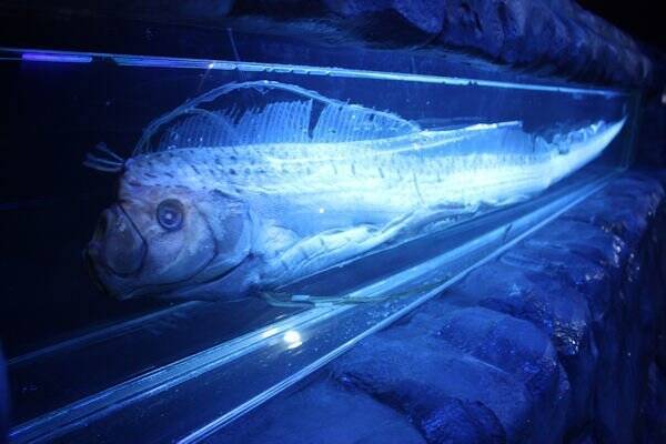 リュウグウノツカイはどんな魚？最近日本各地で目撃されている“幻の深海魚”をクローズアップ！