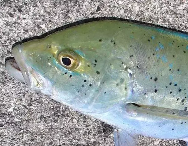 「カスミアジってどんな魚なの？特徴や釣り方+シガテラ毒による危険性について知りたい」の画像