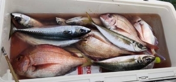 【釣果速報】神奈川県あまさけや丸でマダイ・アジ・ワラサなどと人気魚種続々ゲット！いろいろな魚との出会いを楽しみたい人は即予約を！