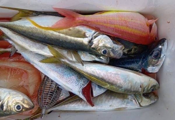 【釣果速報】神奈川県あまさけや丸でマダイ・アジ・ワラサなどと人気魚種続々ゲット！いろいろな魚との出会いを楽しみたい人は即予約を！