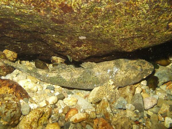 ドンコって知ってる 淡水に棲むハゼに似た魚の生態や飼育方法をチェック 年7月14日 エキサイトニュース