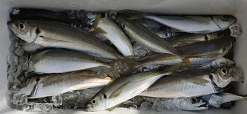 【釣果速報】神奈川県愛正丸でアジ・ワラサGET！ワラサ最大6.00kg！好調のうちに乗船予約を！