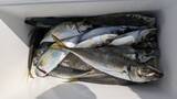「【釣果速報】千葉県フィッシュオン大勝でマダコ・アジをキャッチ！良型を狙いに行こう！」の画像2