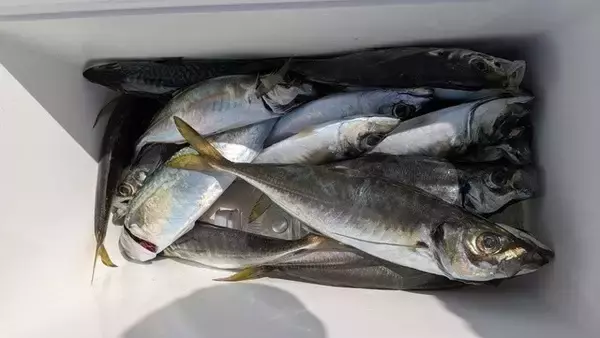 「【釣果速報】千葉県フィッシュオン大勝でマダコ・アジをキャッチ！良型を狙いに行こう！」の画像