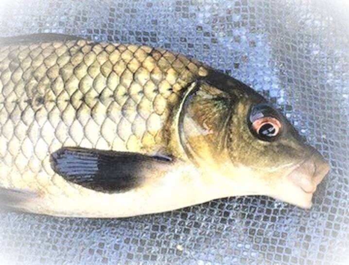 東京の釣り堀で魚に触れたい！おすすめスポット・市ヶ谷フィッシュセンター