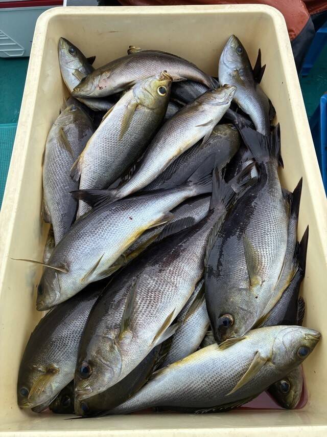 【釣果速報】和歌山県良栄丸でイサギがバズる！トップは47匹！サイズも最大37cmと大型多数！数もサイズも記録更新したいなら今スグの乗船がおすすめ！