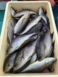 「【釣果速報】和歌山県良栄丸でイサギがバズる！トップは47匹！サイズも最大37cmと大型多数！数もサイズも記録更新したいなら今スグの乗船がおすすめ！」の画像3