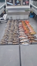 【釣果速報】長崎県大吉丸の釣果が超壮観！イサキ大行列！めちゃくちゃ釣れてます！あなたも数釣りを楽しもう！