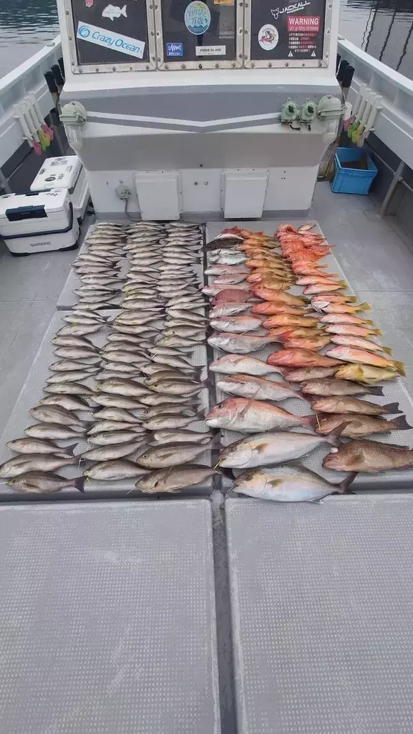 【釣果速報】長崎県大吉丸の釣果が超壮観！イサキ大行列！めちゃくちゃ釣れてます！あなたも数釣りを楽しもう！