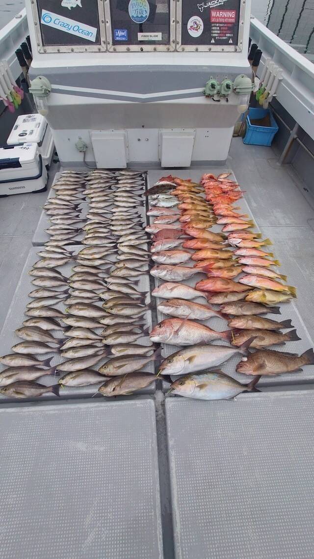 【釣果速報】長崎県大吉丸の釣果が超壮観！イサキ大行列！めちゃくちゃ釣れてます！あなたも数釣りを楽しもう！