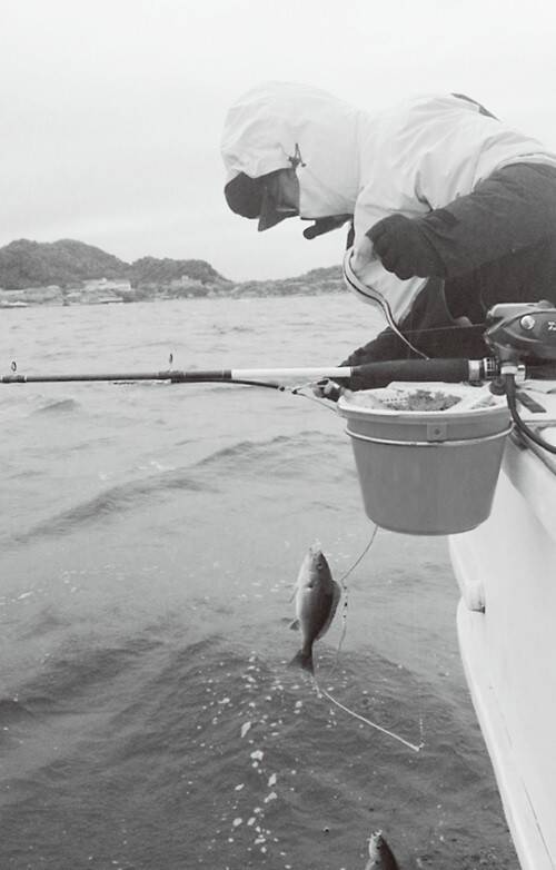 待ってました大イサキ！ 洲ノ崎沖で快釣スタート