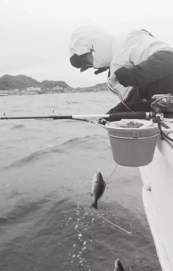 「待ってました大イサキ！ 洲ノ崎沖で快釣スタート」の画像