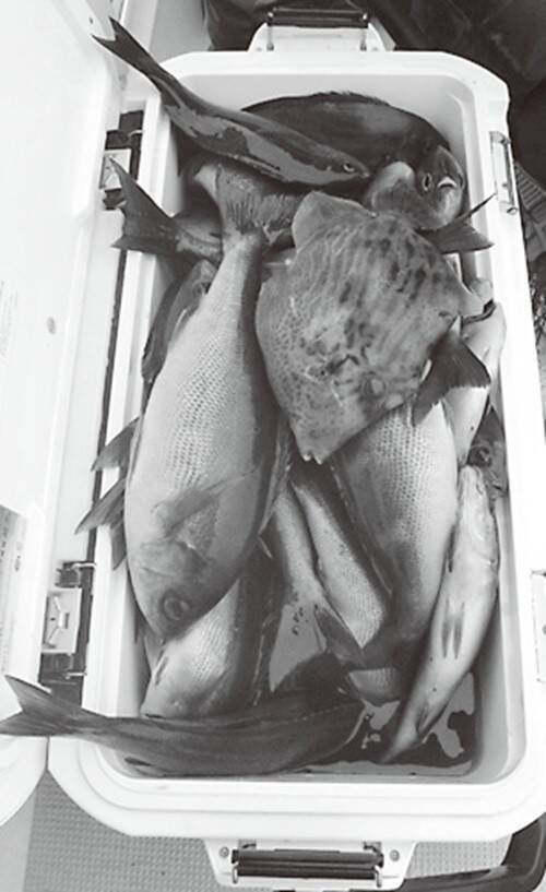 待ってました大イサキ！ 洲ノ崎沖で快釣スタート