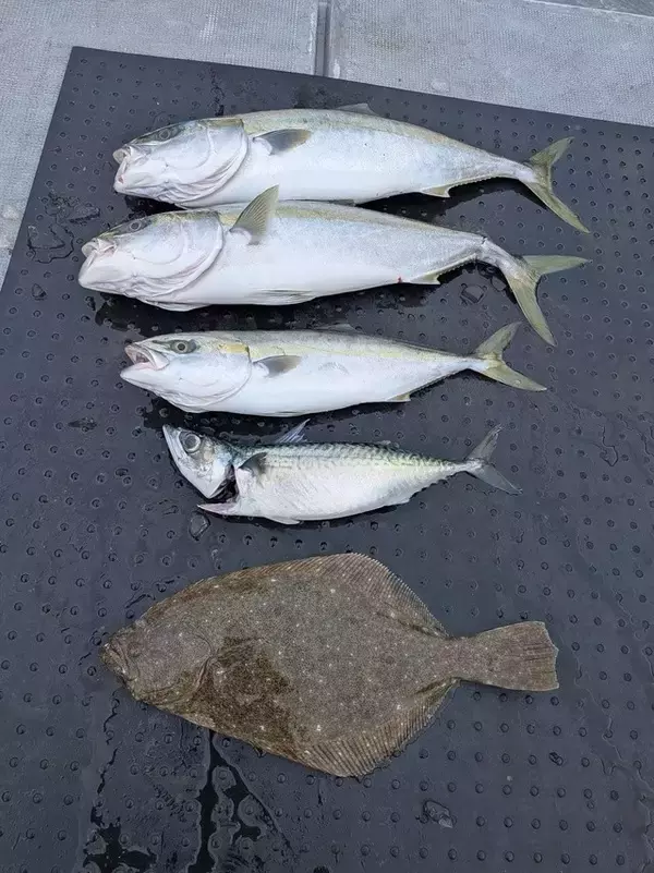 「【釣果速報】和歌山県SevenSWellでブリ73cm＆ヒラメ48cmGET！この勢いに今すぐ乗ろう！」の画像