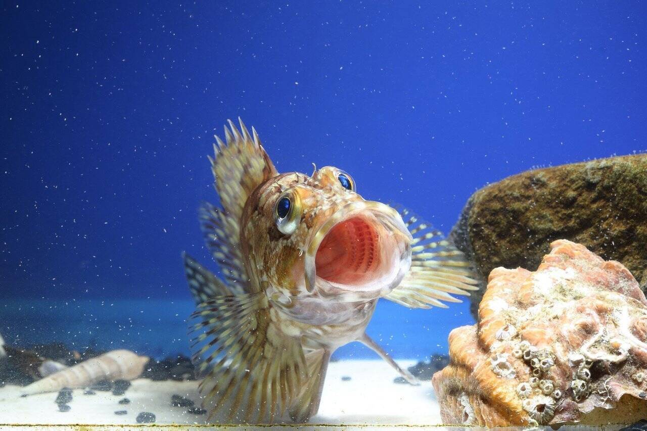 アラカブってどんな魚なの 味噌汁や唐揚げに料理すると美味しい穴釣り対象魚 年7月29日 エキサイトニュース