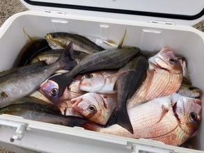 【釣果速報】千葉県太幸丸でハナダイ・イサキ・マダイ・ウマヅラと人気魚種続々ゲット！いろいろな魚との出会いを楽しみたい人は即予約を！