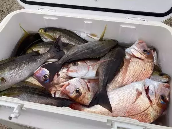 【釣果速報】千葉県太幸丸でハナダイ・イサキ・マダイ・ウマヅラと人気魚種続々ゲット！いろいろな魚との出会いを楽しみたい人は即予約を！