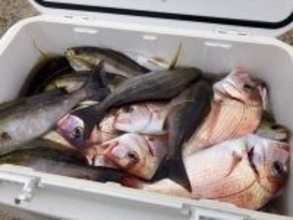 【釣果速報】千葉県太幸丸でハナダイ・イサキ・マダイ・ウマヅラと人気魚種続々ゲット！いろいろな魚との出会いを楽しみたい人は即予約を！