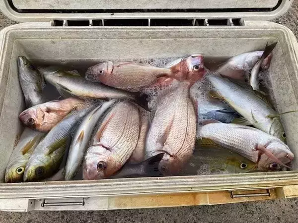 「【釣果速報】千葉県太幸丸でハナダイ・イサキ・マダイ・ウマヅラと人気魚種続々ゲット！いろいろな魚との出会いを楽しみたい人は即予約を！」の画像