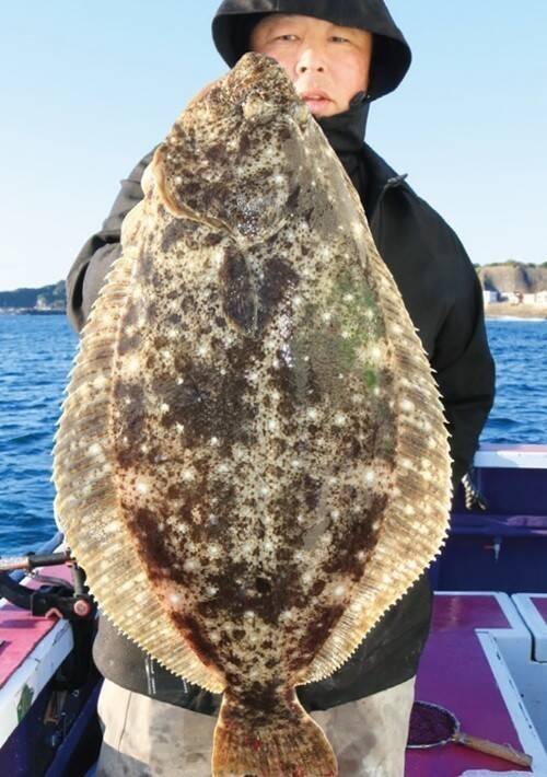 浅場で大判ビラメが乱舞！スリリングなアジ泳がせ