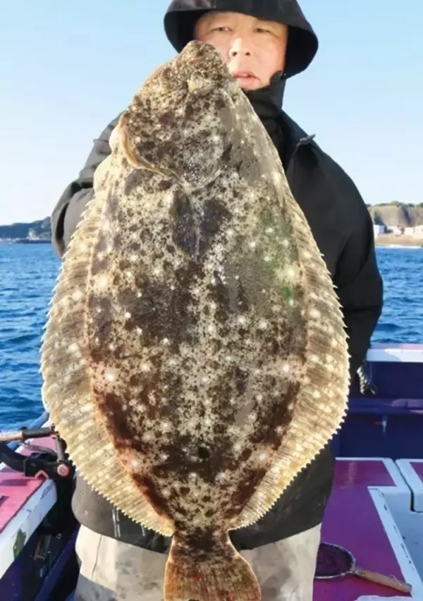 「浅場で大判ビラメが乱舞！スリリングなアジ泳がせ」の画像