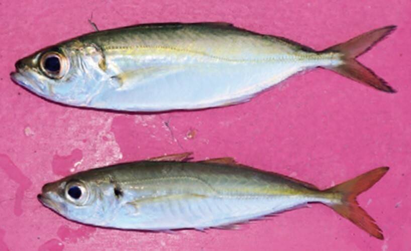 浅場で大判ビラメが乱舞！スリリングなアジ泳がせ