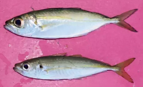 「浅場で大判ビラメが乱舞！スリリングなアジ泳がせ」の画像