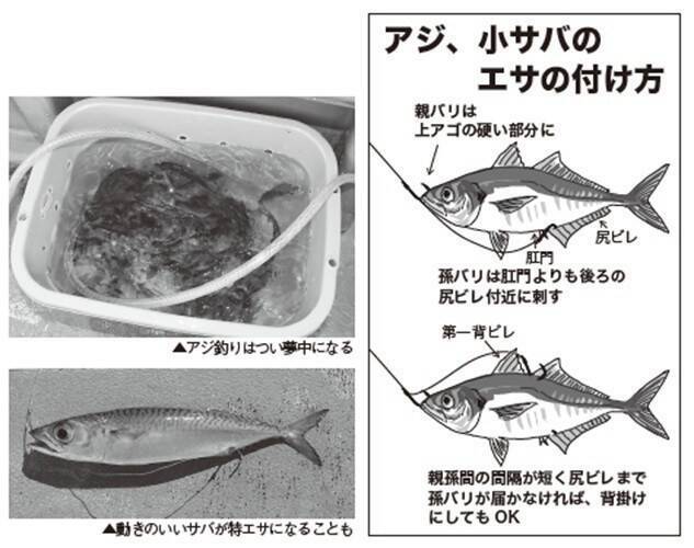 浅場で大判ビラメが乱舞！スリリングなアジ泳がせ