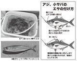 「浅場で大判ビラメが乱舞！スリリングなアジ泳がせ」の画像6