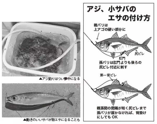 「浅場で大判ビラメが乱舞！スリリングなアジ泳がせ」の画像