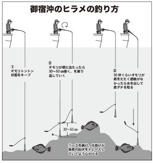 浅場で大判ビラメが乱舞！スリリングなアジ泳がせ
