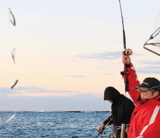 浅場で大判ビラメが乱舞！スリリングなアジ泳がせ