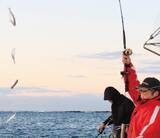 「浅場で大判ビラメが乱舞！スリリングなアジ泳がせ」の画像8