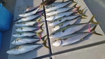 【釣果速報】長崎県大吉丸で4.90kgのビッグヒラマサや良型のヤズなどおいしい青物たちを一気にゲット！引きも味も今が最高潮！