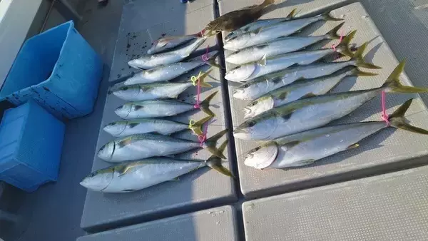 「【釣果速報】長崎県大吉丸で4.90kgのビッグヒラマサや良型のヤズなどおいしい青物たちを一気にゲット！引きも味も今が最高潮！」の画像