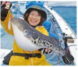 「富浦沖に乗っ込み良型来襲トラフグを釣るなら今！」の画像1