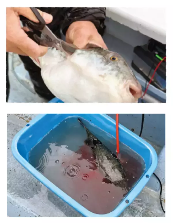 「富浦沖に乗っ込み良型来襲トラフグを釣るなら今！」の画像