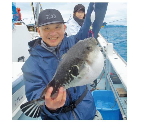 富浦沖に乗っ込み良型来襲トラフグを釣るなら今！