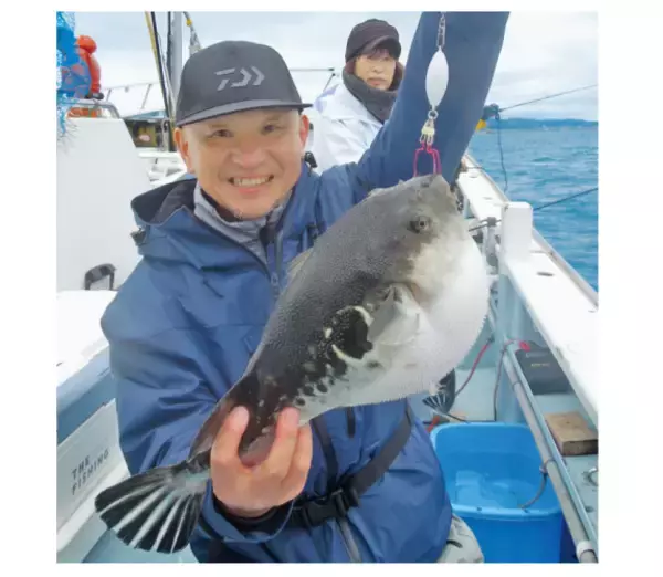 「富浦沖に乗っ込み良型来襲トラフグを釣るなら今！」の画像