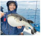 「富浦沖に乗っ込み良型来襲トラフグを釣るなら今！」の画像5