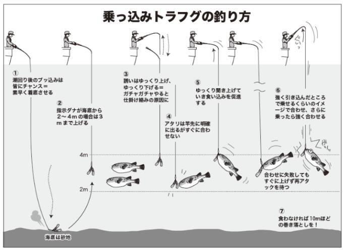 富浦沖に乗っ込み良型来襲トラフグを釣るなら今！