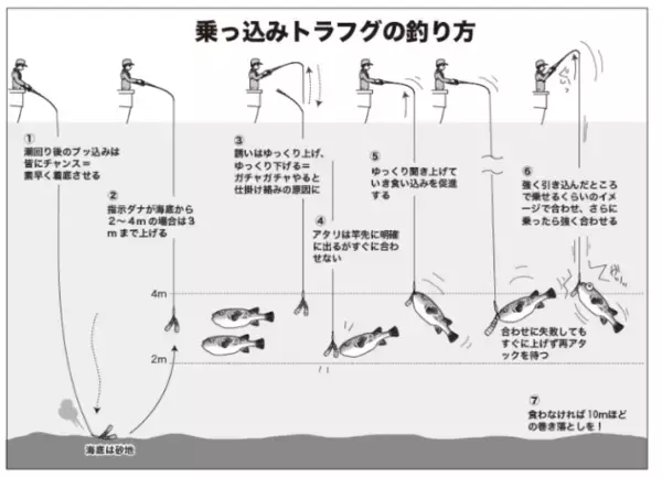 「富浦沖に乗っ込み良型来襲トラフグを釣るなら今！」の画像