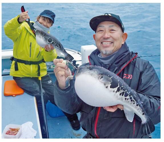 富浦沖に乗っ込み良型来襲トラフグを釣るなら今！