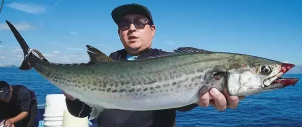 「東京湾の人気ルアーゲーム　サワラキャスティングに大興奮」の画像