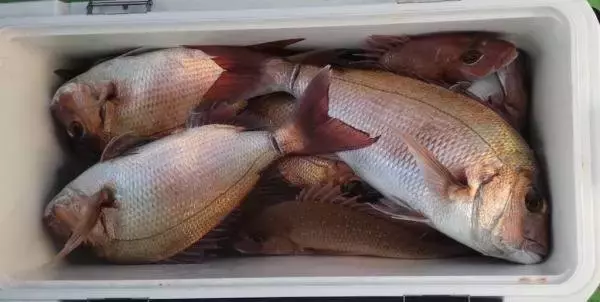 【釣果速報】神奈川県あまさけや丸でヒラメ、ワラサ、マダイなど海の人気者を次々GET！多彩な魚との出会いを求めて、今すぐ乗船を！