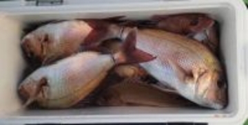 【釣果速報】神奈川県あまさけや丸でヒラメ、ワラサ、マダイなど海の人気者を次々GET！多彩な魚との出会いを求めて、今すぐ乗船を！