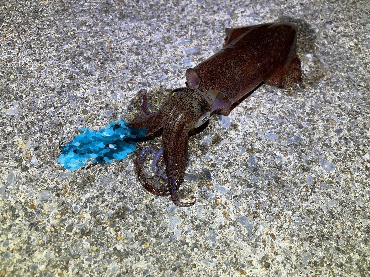 ライトエギング釣行記Vol.4～春の北海道遠征～