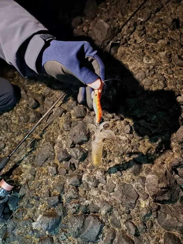 「ライトエギング釣行記Vol.4～春の北海道遠征～」の画像